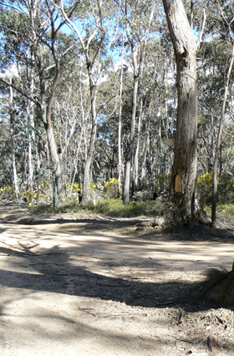  - Newnes Plateau